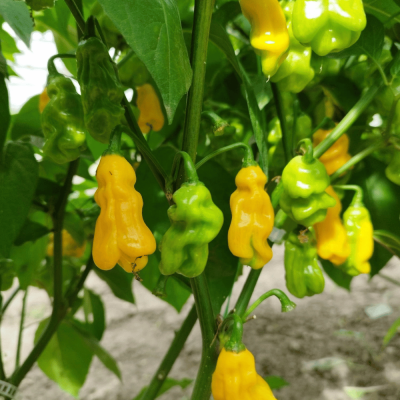 Madame Jeannette Chilis am grünen Strauch